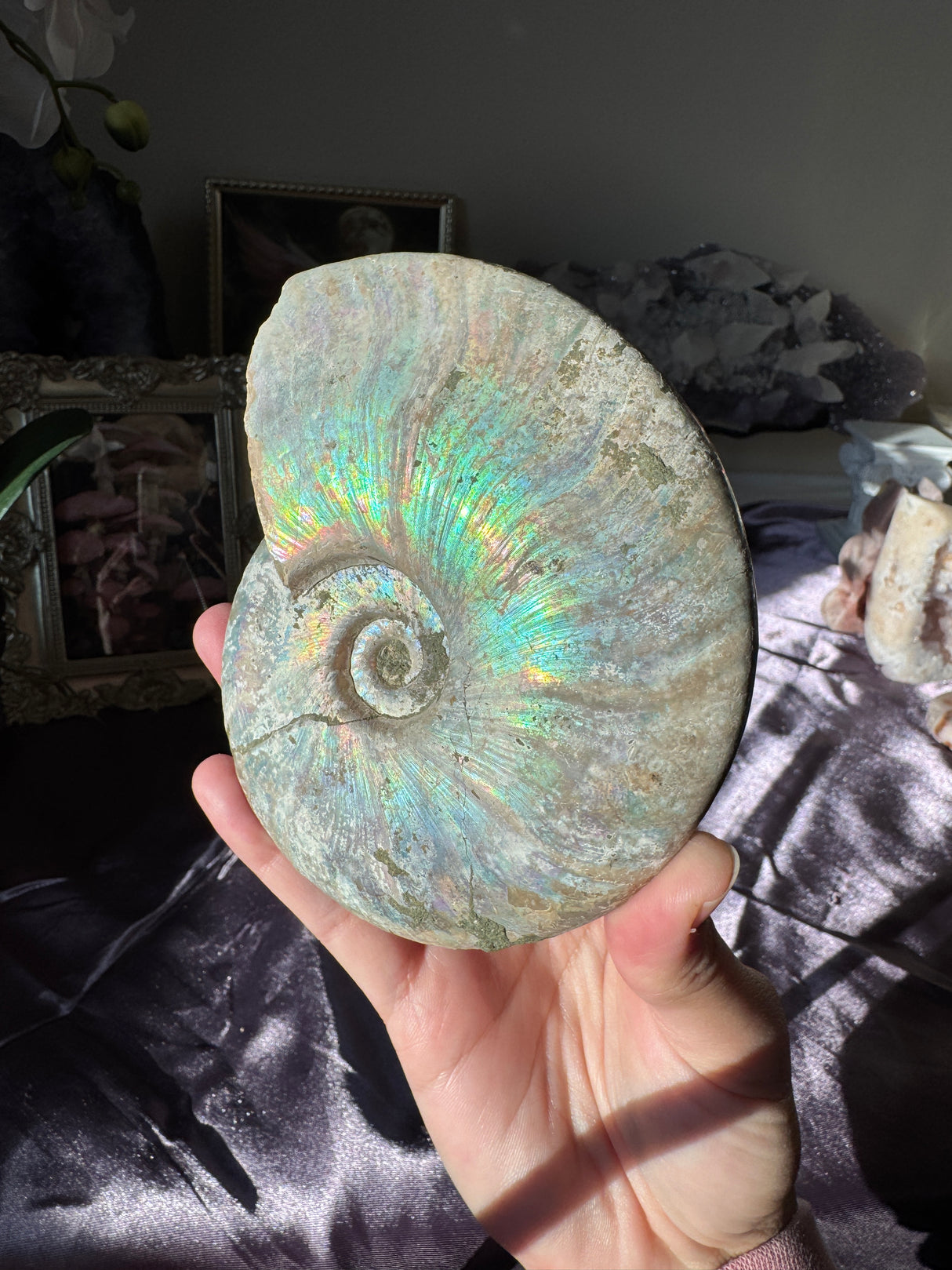 Large Iridescent Ammonite Fossil