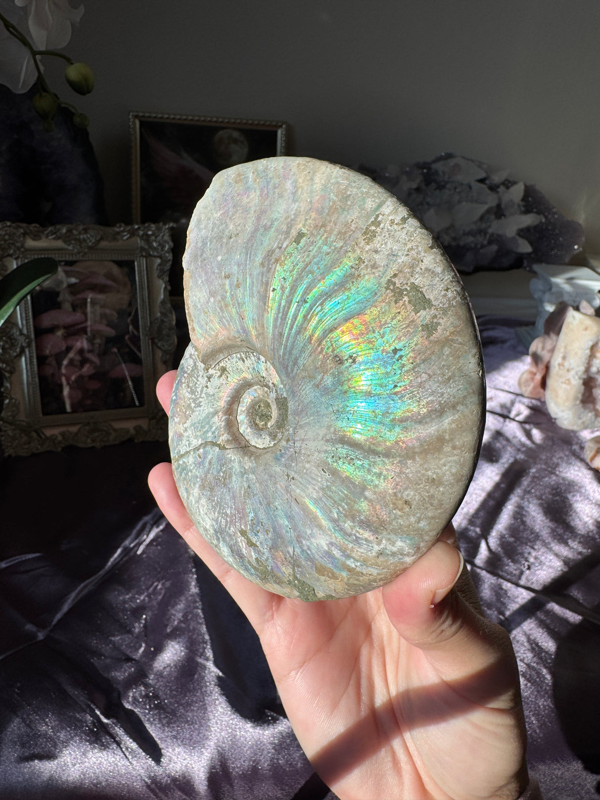Large Iridescent Ammonite Fossil