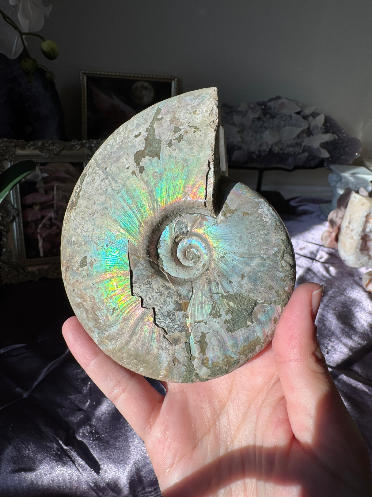 Large Iridescent Ammonite Fossil
