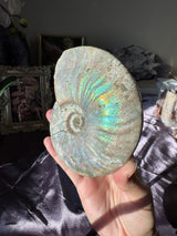 Large Iridescent Ammonite Fossil