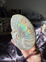 Large Iridescent Ammonite Fossil