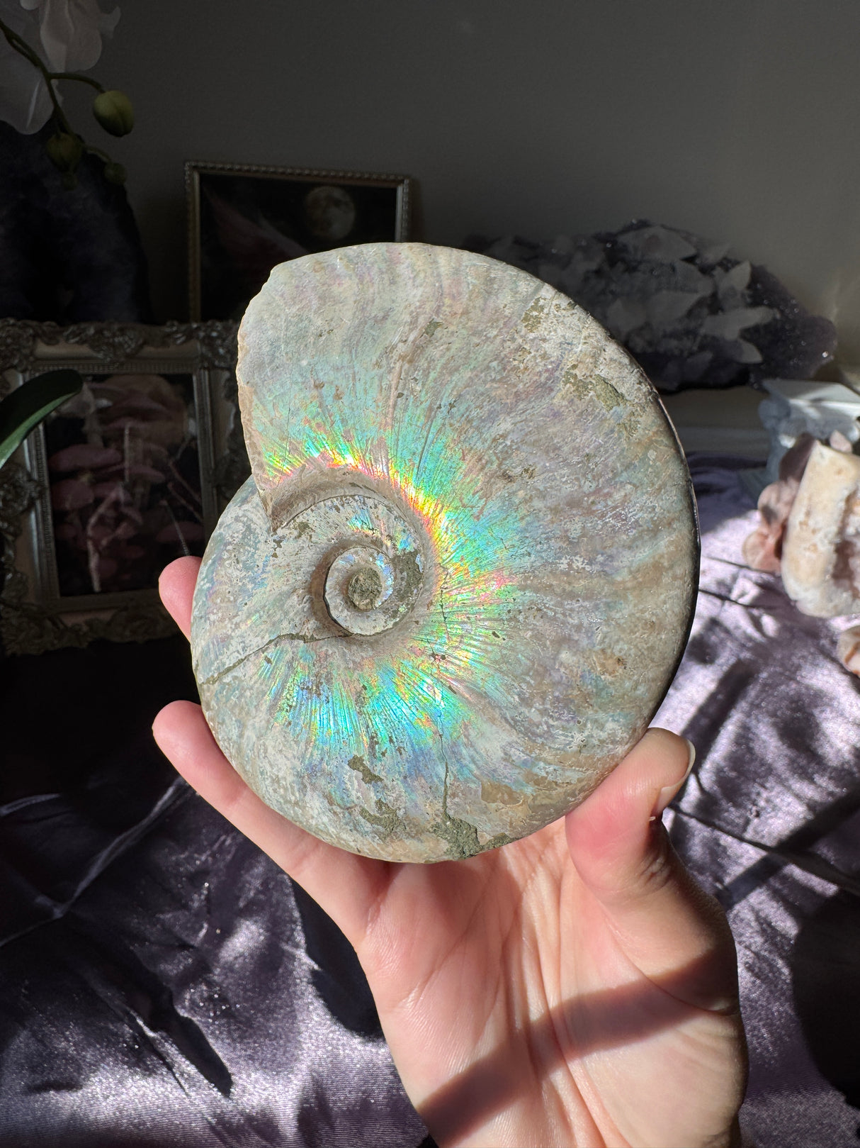 Large Iridescent Ammonite Fossil