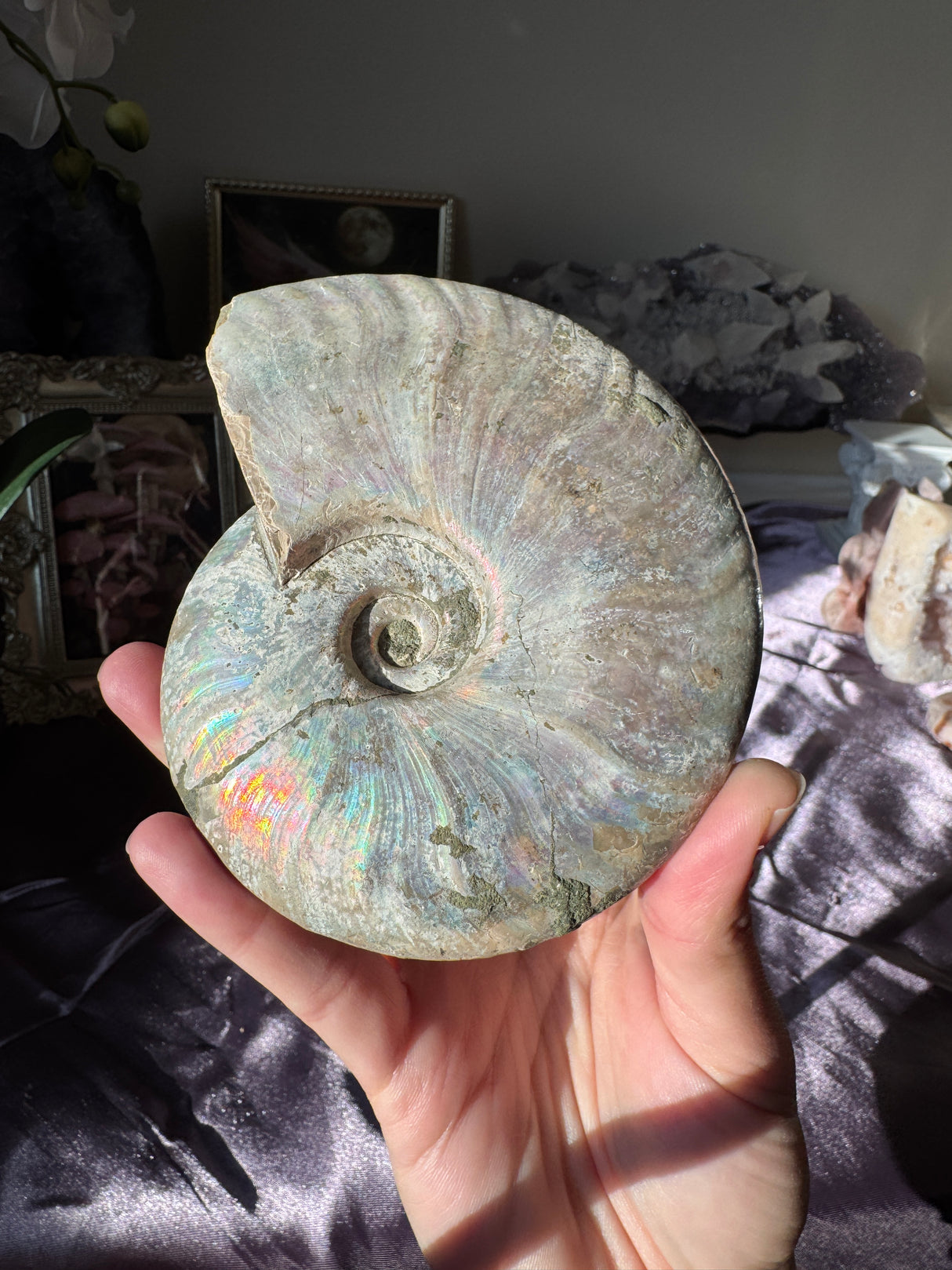 Large Iridescent Ammonite Fossil