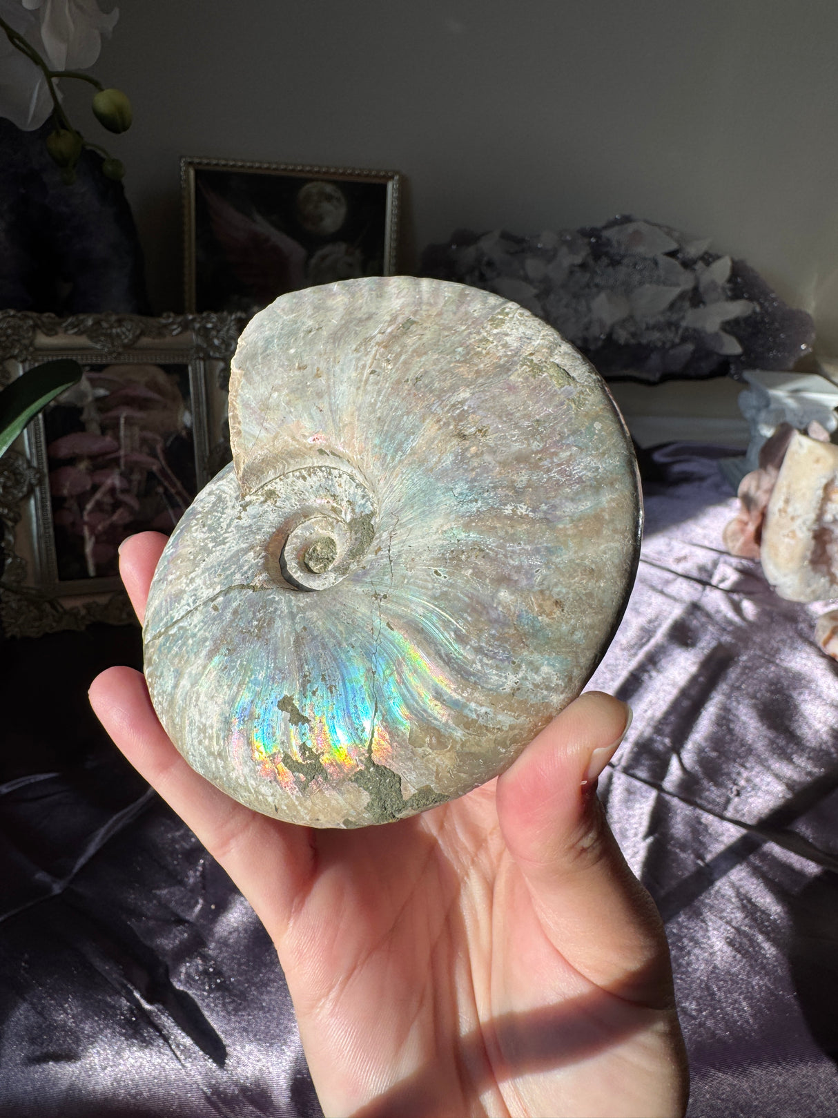 Large Iridescent Ammonite Fossil