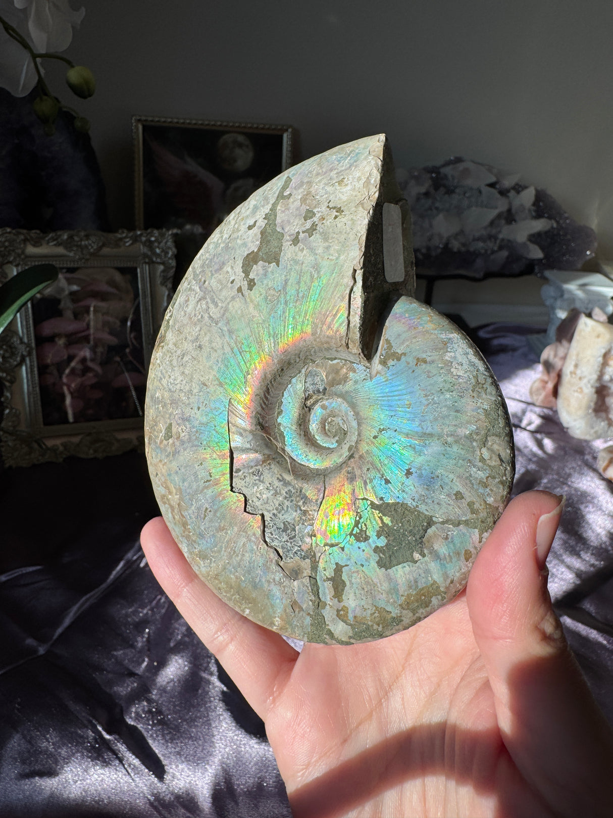 Large Iridescent Ammonite Fossil