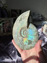 Large Iridescent Ammonite Fossil