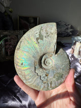 Large Iridescent Ammonite Fossil