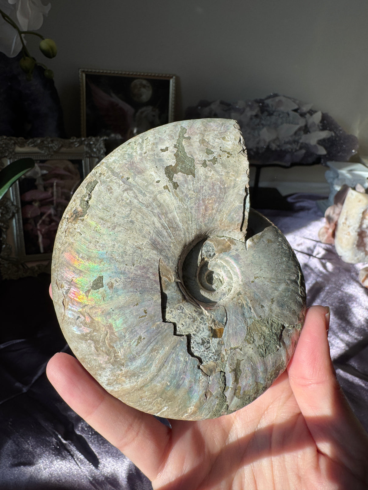 Large Iridescent Ammonite Fossil